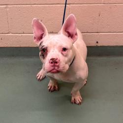 Shelter Stray Female Dog last seen , 2350 Appling City Cove, Memphis, TN 38133, USA