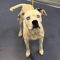 Shelter Stray Male Dog last seen , 980 Guilford College Rd, Greensboro, NC 27409, USA