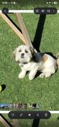 Reunited Male Dog last seen Starpass and La Cholla, Tucson, AZ 85713