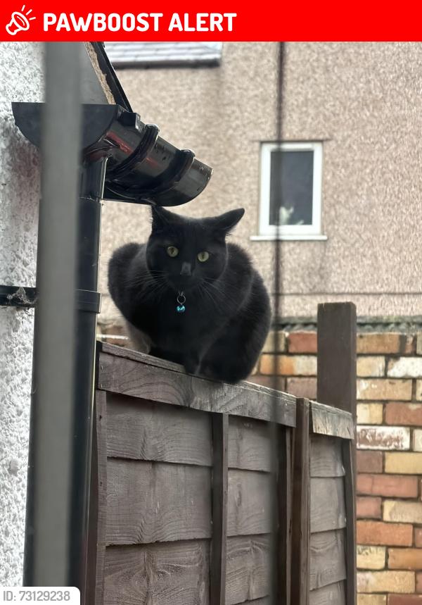 Lost Male Cat last seen Near Willow Court Wrexham, Wrexham Principal Area, Wales LL13 9NE