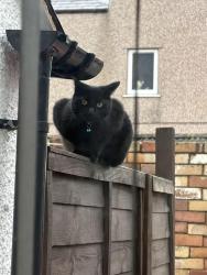 Lost Male Cat last seen Near Willow Court Wrexham, Wrexham Principal Area, Wales LL13 9NE