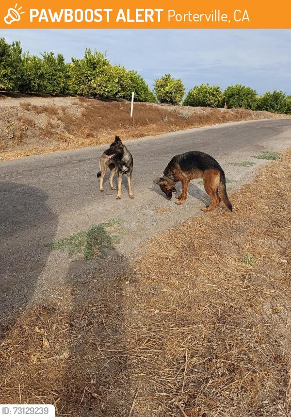 Found/Stray Female Dog last seen Main, Porterville, CA 93257
