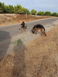 Found/Stray Female Dog last seen Main, Porterville, CA 93257