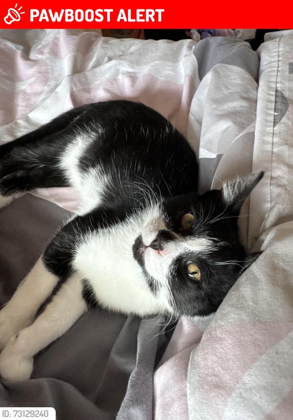 Lost Male Cat last seen North avenue, central avenue, Southend-on-Sea, England SS2 4DF