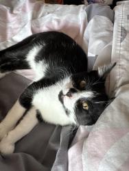 Lost Male Cat last seen North avenue, central avenue, Southend-on-Sea, England SS2 4DF