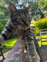 Found/Stray Male Cat last seen Towne Lake Woodstock, GA, Woodstock, GA 30189