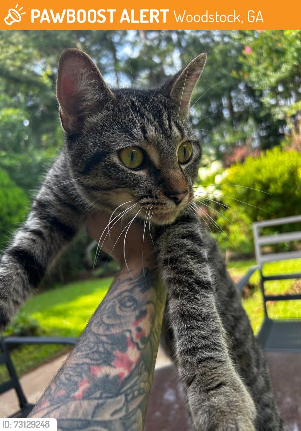 Found/Stray Male Cat last seen Towne Lake Woodstock, GA, Woodstock, GA 30189