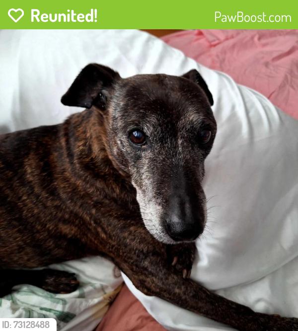 Reunited Male Dog last seen Near Pacific Ave, Long Beach, CA 90806, USA, Long Beach, CA 90806