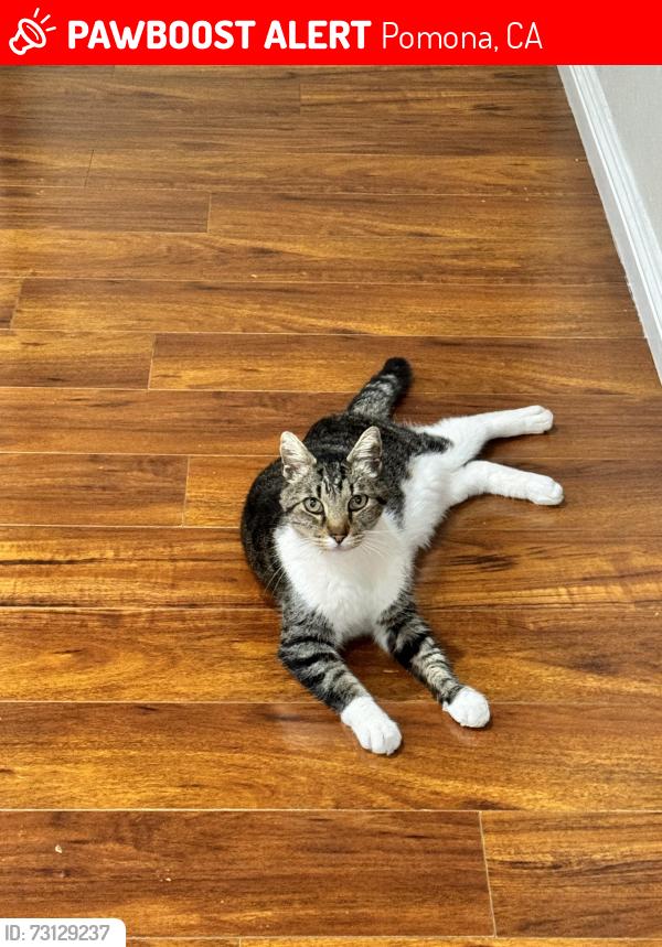 Lost Male Cat last seen Beechnut, north side of Phillips Ranch, Pomona, CA 91766