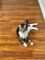 Lost Male Cat last seen Beechnut, north side of Phillips Ranch, Pomona, CA 91766