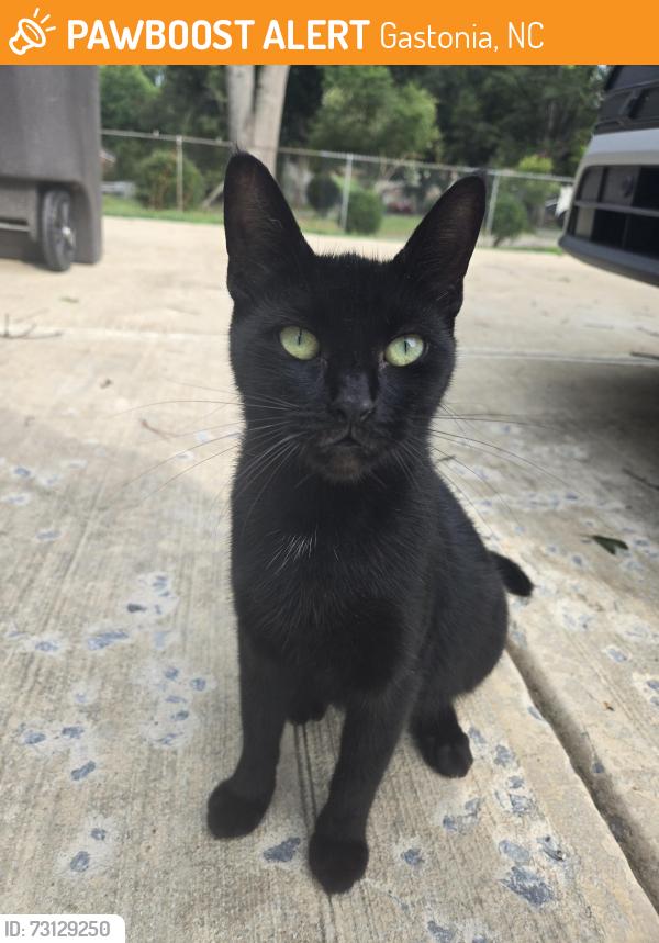 Found/Stray Female Cat last seen Near Anthony Dr, Gastonia, NC 28052