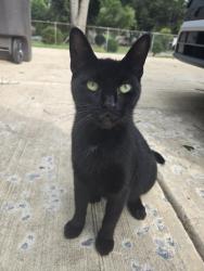 Found/Stray Female Cat last seen Near Anthony Dr, Gastonia, NC 28052