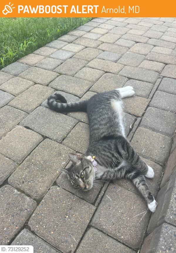 Found/Stray Female Cat last seen Wexford, Arnold, MD 21012