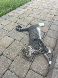 Found/Stray Female Cat last seen Wexford, Arnold, MD 21012