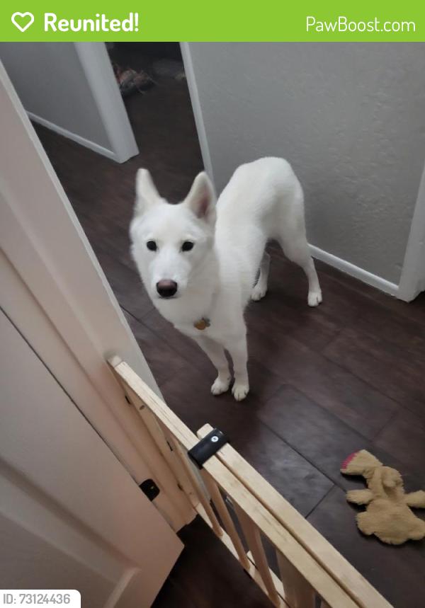 Reunited Female Dog last seen N 31st Ave & W Rose Ln, Phoenix, AZ 85017, USA, Phoenix, AZ 85017
