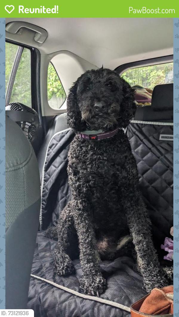 Reunited Male Dog last seen Kine farm rd and Benny lineberry rd, Randolph County, NC 27233