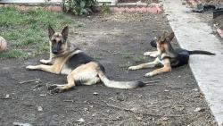 Lost Male Dog last seen Near S. 47th Court, Cicero, IL 60804