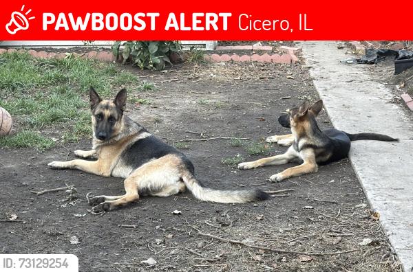 Lost Male Dog last seen Near S. 47th Court, Cicero, IL 60804