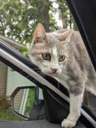 Lost Female Cat last seen Heritage Lake, Champaign, IL 61822