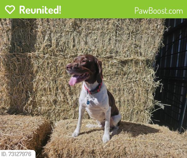 Reunited Male Dog last seen Handcock Ridge, Martinsville IN, Ashland Township, IN 46151