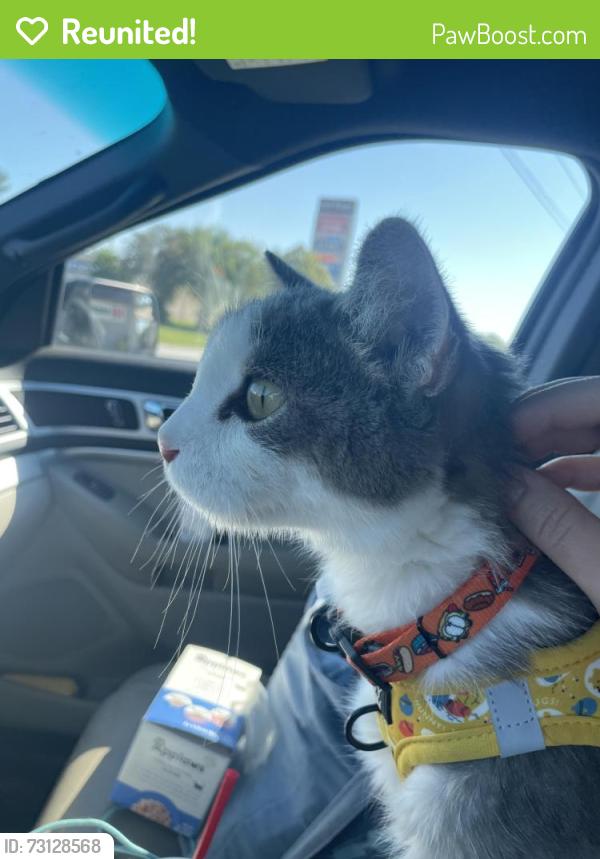 Reunited Male Cat last seen Earl May Garden Center, S Kellogg Ave and S 16th Street, Ames, IA 50010
