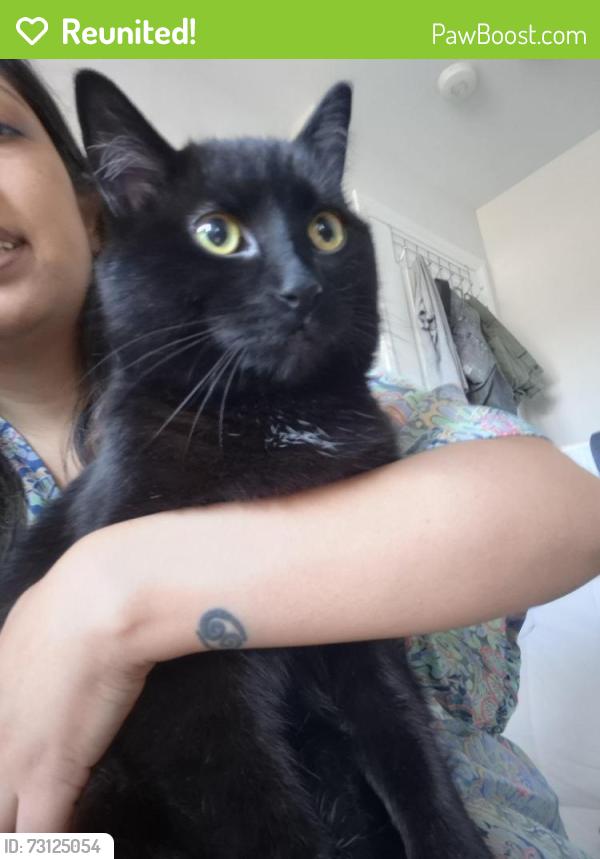 Reunited Male Cat last seen Bismark Park, Cambridge, ON N1S 0C7