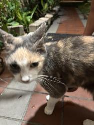Found/Stray Unknown Cat last seen FM 242, Conroe, TX 77385