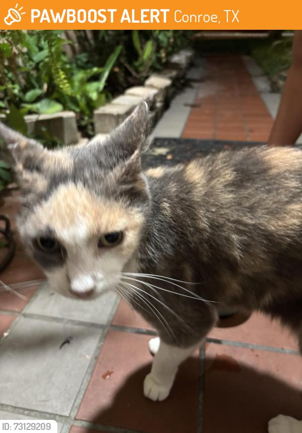 Found/Stray Unknown Cat last seen FM 242, Conroe, TX 77385