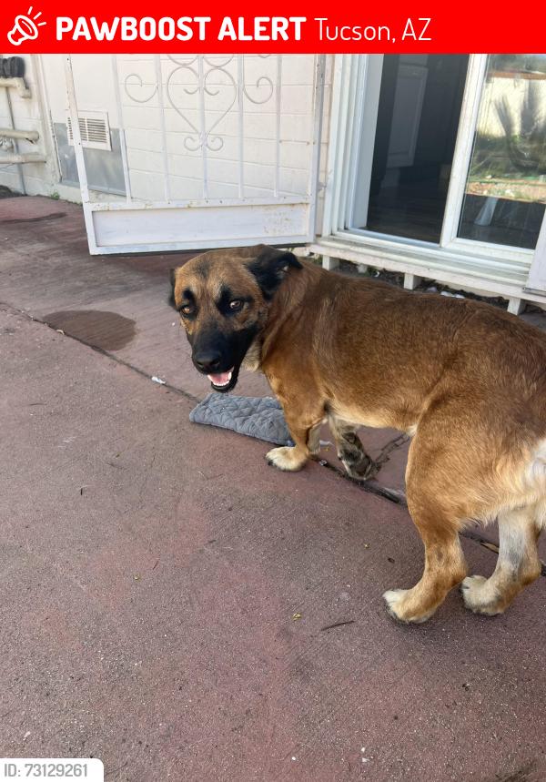 Lost Male Dog last seen Golflinks and Mann, Tucson, AZ 85730