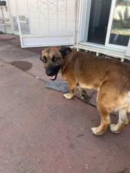Lost Male Dog last seen Golflinks and Mann, Tucson, AZ 85730