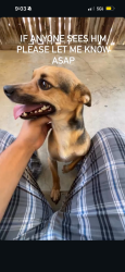 Lost Male Dog last seen Ming and ashe, Bakersfield, CA 93309