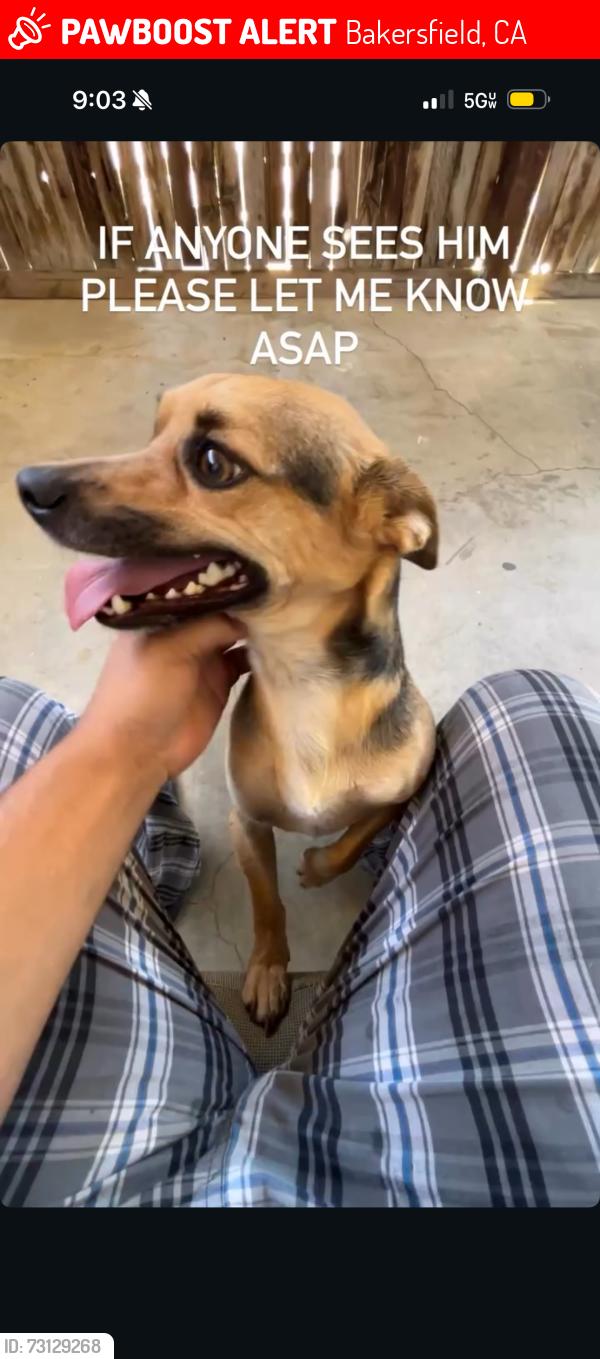 Lost Male Dog last seen Ming and ashe, Bakersfield, CA 93309