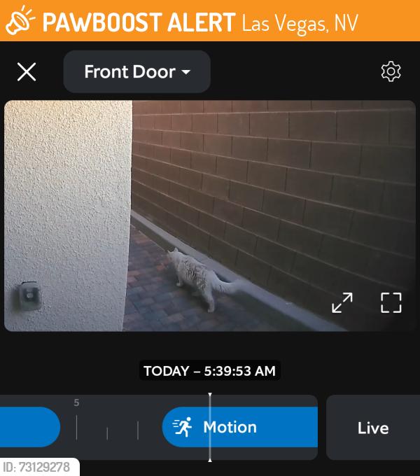 Found/Stray Unknown Cat last seen Vertex neighborhood, Las Vegas, NV 89138