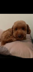 Lost Male Dog last seen Springvale temple?, Springvale South, VIC 3172