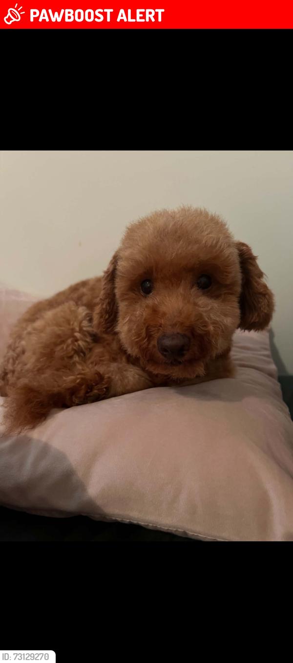 Lost Male Dog last seen Springvale temple?, Springvale South, VIC 3172