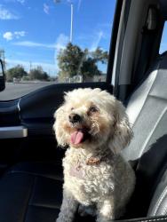 Reunited Female Dog last seen Lomas and Morris, Albuquerque, NM 87112
