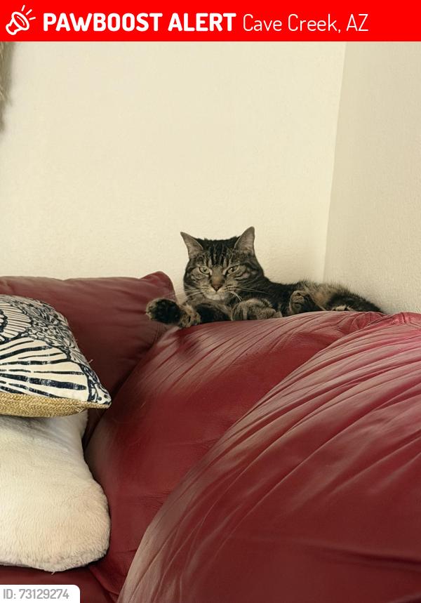 Lost Female Cat last seen This is a ranch areas, Cave Creek, AZ 85331