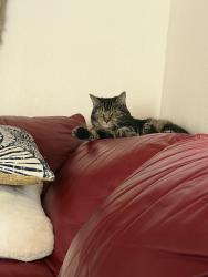 Lost Female Cat last seen This is a ranch areas, Cave Creek, AZ 85331