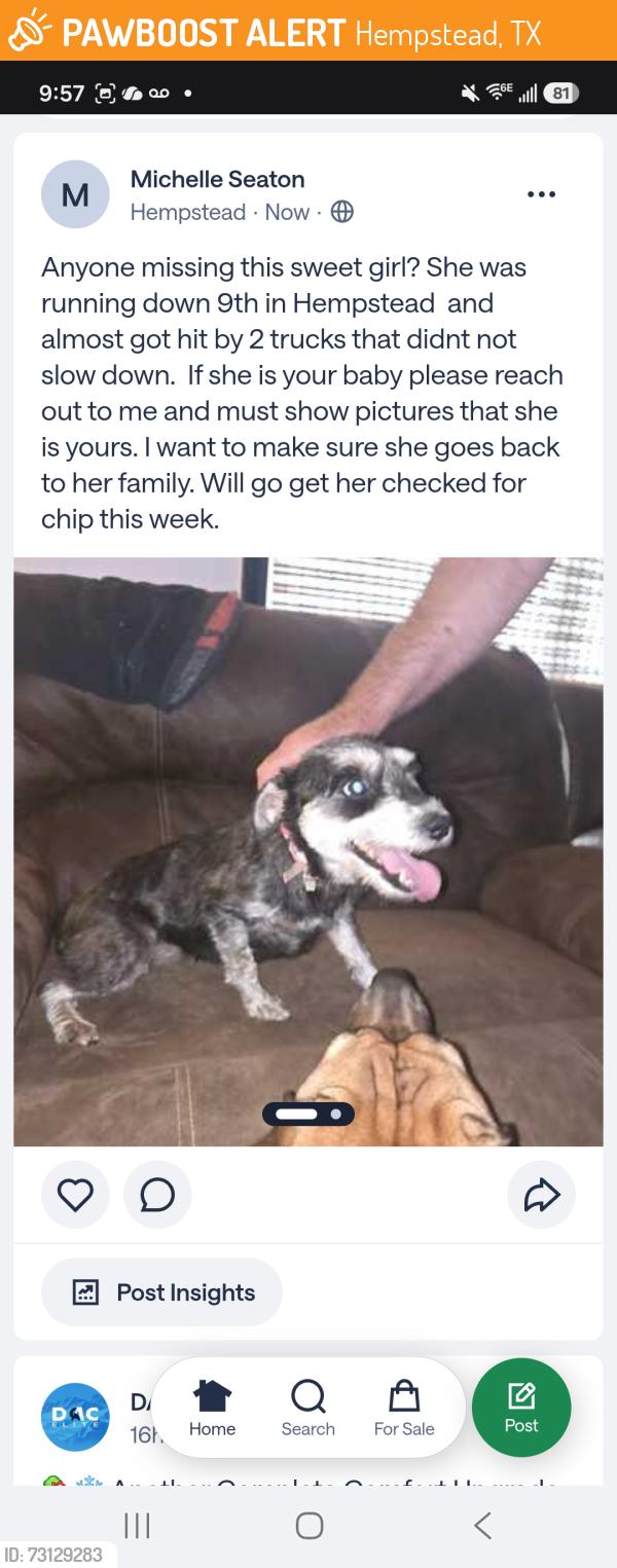 Found/Stray Female Dog last seen 9th and pebbles in Hempstead, Hempstead, TX 77445