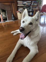Reunited Female Dog last seen Avoca and Oak Grove Drive, Los Angeles, CA 90041