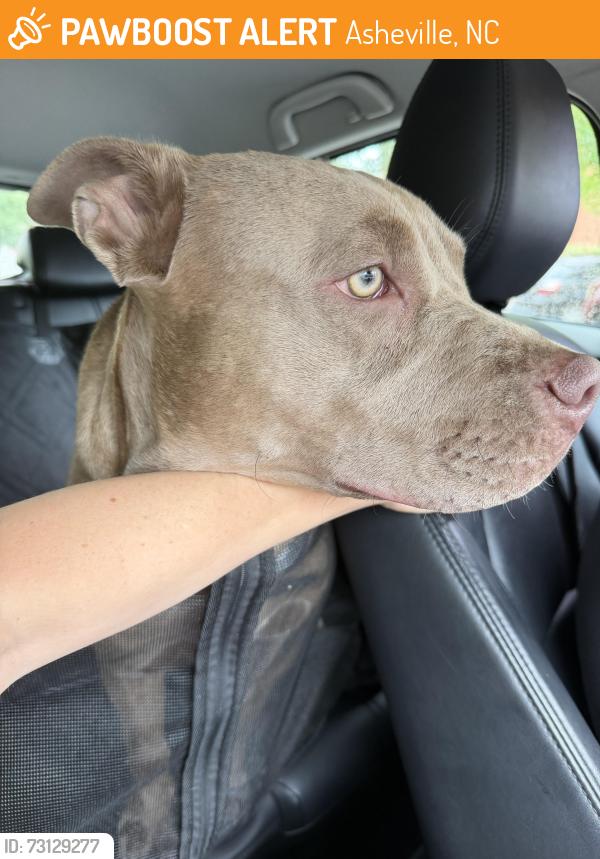 Found/Stray Male Dog last seen Grove st downtown, Asheville, NC 28801