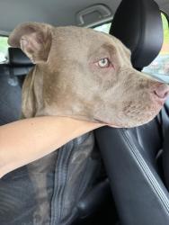 Found/Stray Male Dog last seen Grove st downtown, Asheville, NC 28801