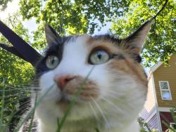 Reunited Unknown Cat last seen Jessie and Nassau, Winnipeg, MB R3L 0R5