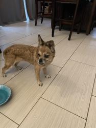 Reunited Unknown Dog last seen Gettysburg Elementary, Clovis, CA 93611