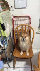 Reunited Male Dog last seen Leland ave & westchester ave, The Bronx, NY 10473
