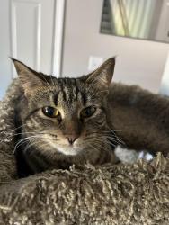 Reunited Female Cat last seen White bear lake police department, White Bear Lake, MN 55110