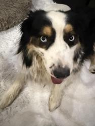 Found/Stray Male Dog last seen The Mall of victor valley (by the movies), Victorville, CA 92307