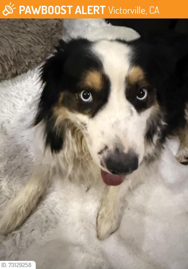 Found/Stray Male Dog last seen The Mall of victor valley (by the movies), Victorville, CA 92307