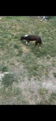 Shelter Stray Unknown Dog last seen DODIC, 4710 TX-151, San Antonio, TX 78227, USA