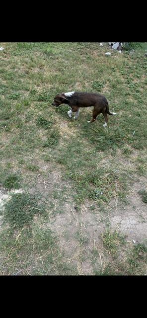 Shelter Stray Unknown Dog last seen DODIC, 4710 TX-151, San Antonio, TX 78227, USA